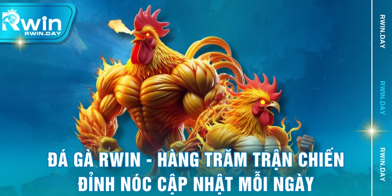 Đá Gà RWIN - Hàng Trăm Trận Chiến Đỉnh Nóc Cập Nhật Mỗi Ngày