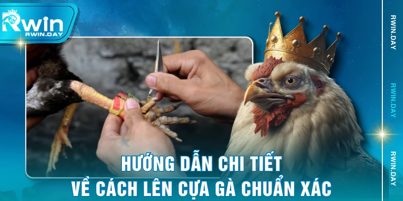 Hướng dẫn chi tiết về cách lên cựa gà chuẩn xác