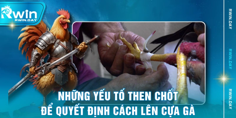 Những yếu tố then chốt để quyết định cách lên cựa gà