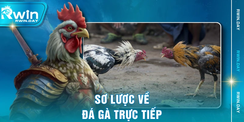 Sơ lược về đá gà trực tiếp