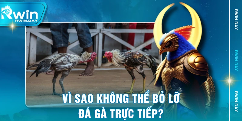 Vì sao không thể bỏ lỡ đá gà trực tiếp?